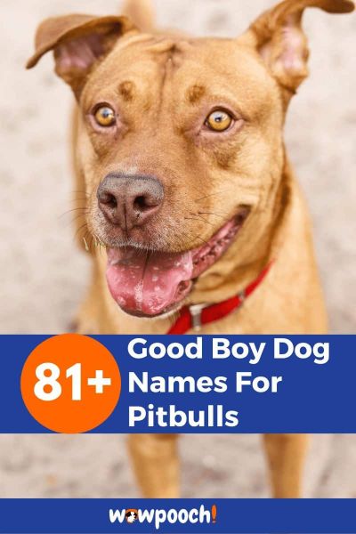 81+ Good Boy Dog Names For Pitbulls - WowPooch