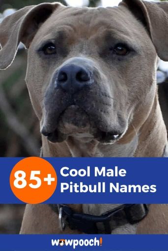 85-cool-male-pitbull-names-wowpooch