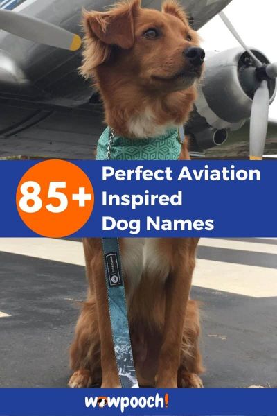 85+ Aviation Inspired Dog Names