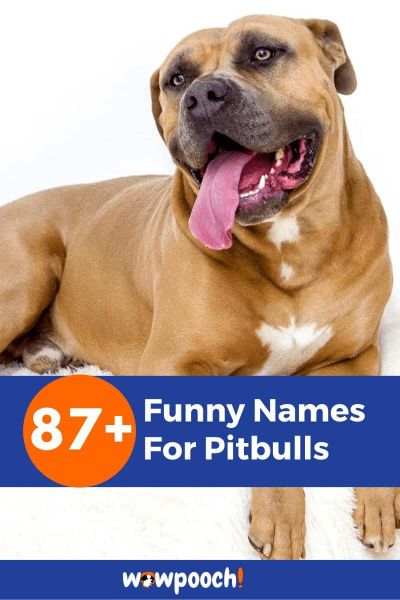 87+ Funny Names For Pitbulls - WowPooch