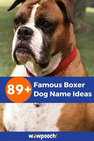 89+ Famous Boxer Dog Name Ideas