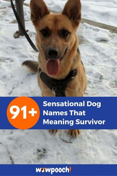 91+ Dog Names That Means Survivor