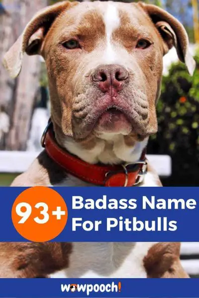 93+ Badass Name For Pitbulls