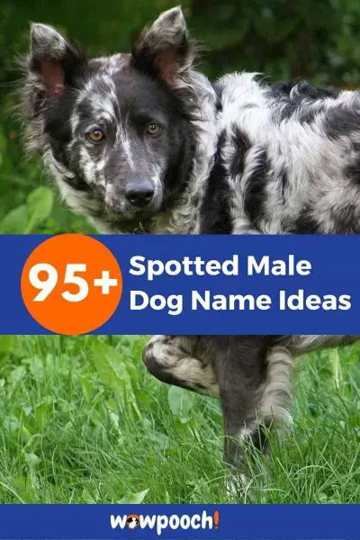 95+ Spotted Male Dog Name Ideas