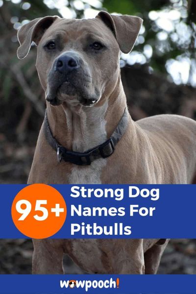 95+ Strong Dog Names For Pitbulls - WowPooch