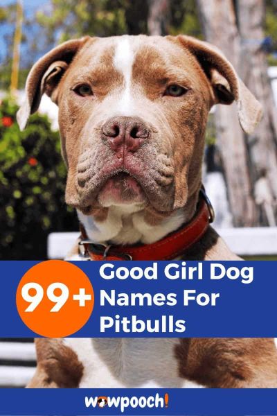 99+ Good Girl Dog Names For Pitbulls