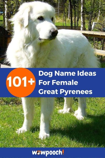 101+ Dog Name Ideas For Female Great Pyrenees