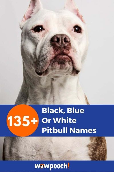 135+ Black, Blue Or White Pitbull Names