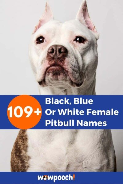 109+ Black, Blue Or White Female Pitbull Names
