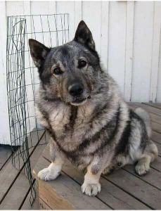 10 Astonishing Norwegian Elkhound Mix Breed Dogs - WowPooch