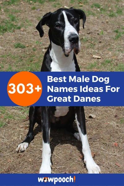 Dog Names For Male Great Dane