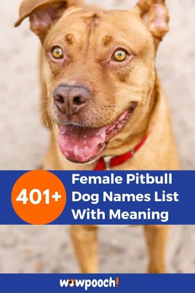 401+ Female Pitbull Dog Names List With Meaning