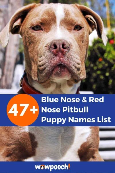 47+ Blue Nose And Red Nose Pitbull Puppy Names