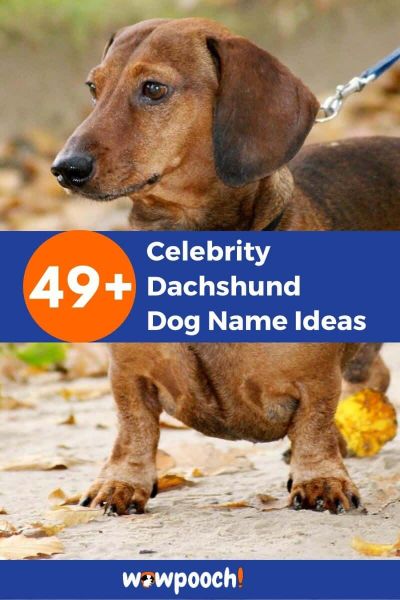 49+ Celebrity Dachshund Dog Name Ideas