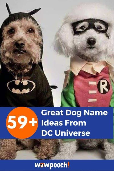 59+ Dog Name Ideas From DC Universe