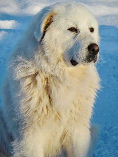 Top 65+ Male Great Pyrenees Dog Name Ideas WowPooch