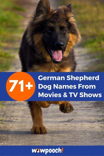 Top 71 Astonishing German Shepherd Dog Names From Movies And Tv Shows Wowpooch