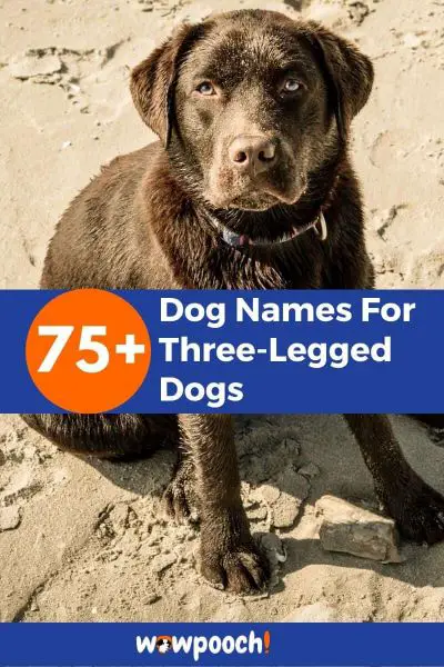75+ Dog Names For Three-Legged Dogs