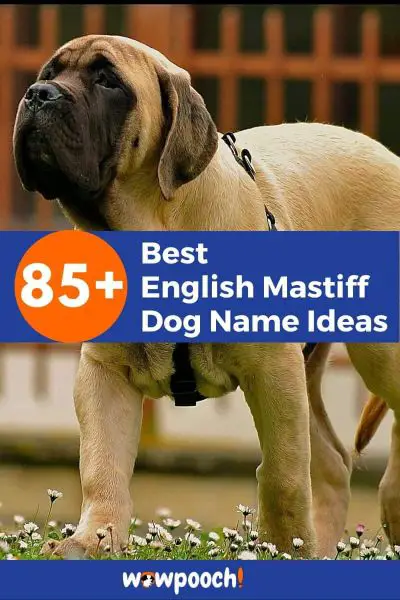 English Mastiff Dog Name Ideas