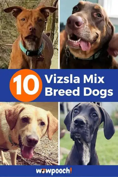 10 Vizsla Mix Breed Dogs