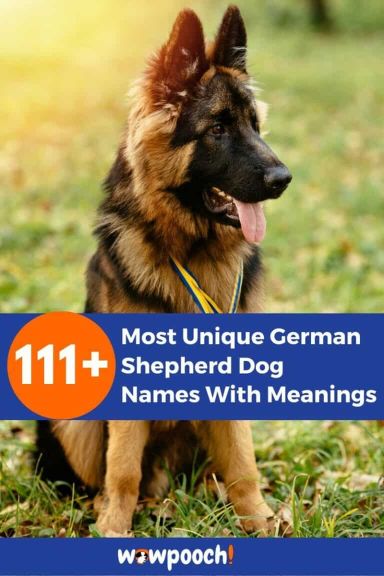 111+ Most Unique German Shepherd Dog Names With Meanings - WowPooch