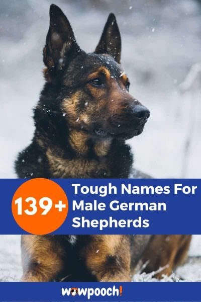 139-tough-names-for-male-german-shepherds-wowpooch