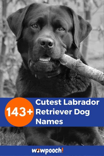 143+ Cutest Labrador Retriever Dog Names - WowPooch