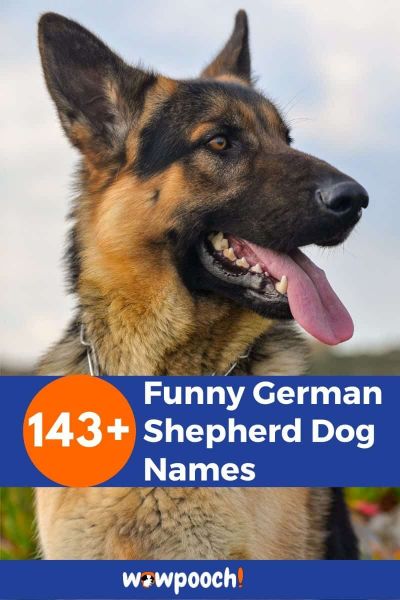 143+ Funny German Shepherd Dog Names - WowPooch