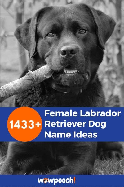 1433+ Female Labrador Retriever Dog Names