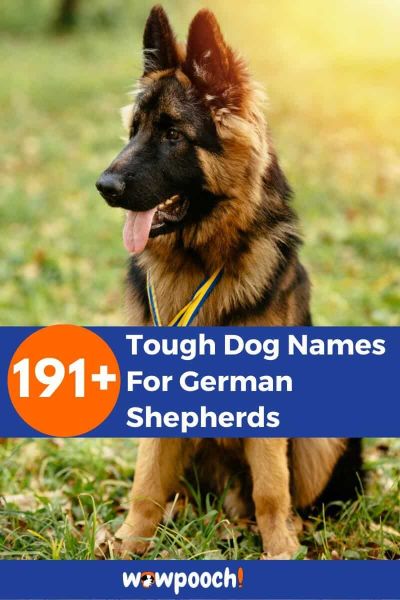 191-tough-dog-names-for-german-shepherds-wowpooch