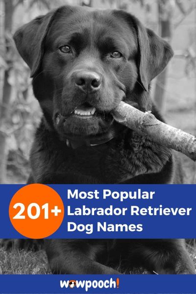 201+ Most Popular Labrador Retriever Dog Names