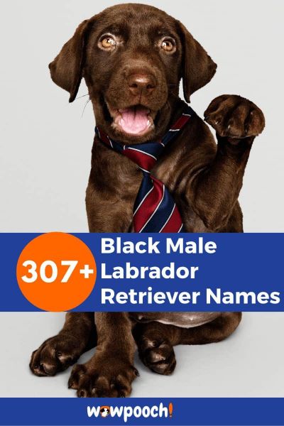 307+ Black Male Labrador Retriever Names