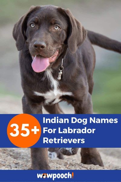 35-amazing-indian-dog-names-for-labrador-retrievers-wowpooch