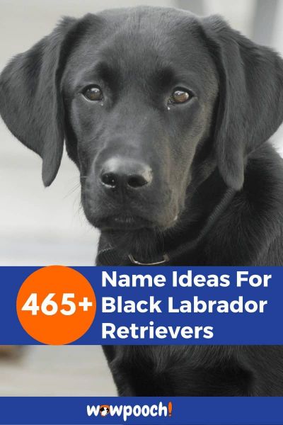 465+ Names For Black Labrador Retrievers