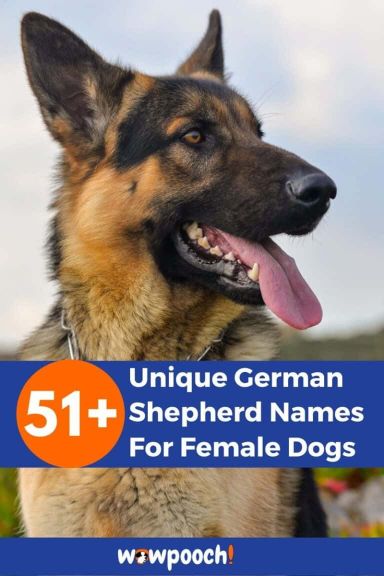 51+ Unique German Shepherd Names For Female Dogs - WowPooch