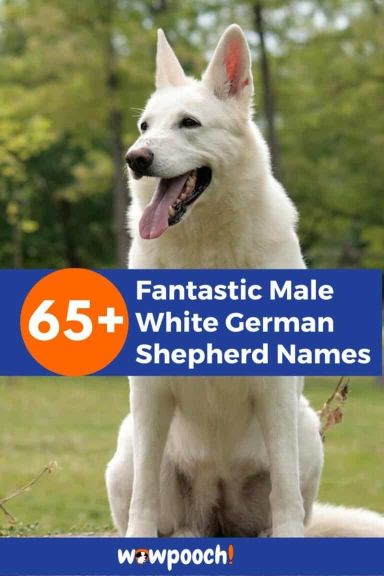 65+ Fantastic Male White German Shepherd Names - WowPooch