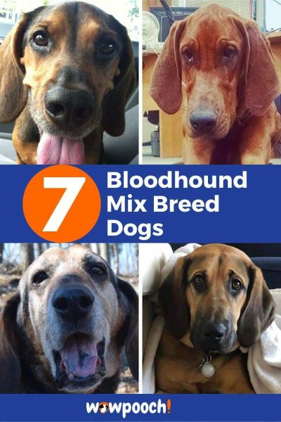 7 Bloodhound Mixes