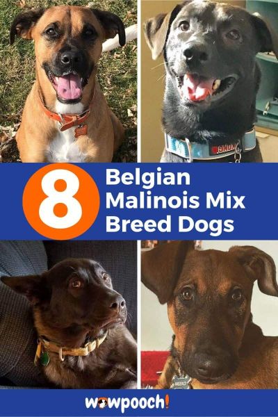 8 Belgian Malinois Mixes