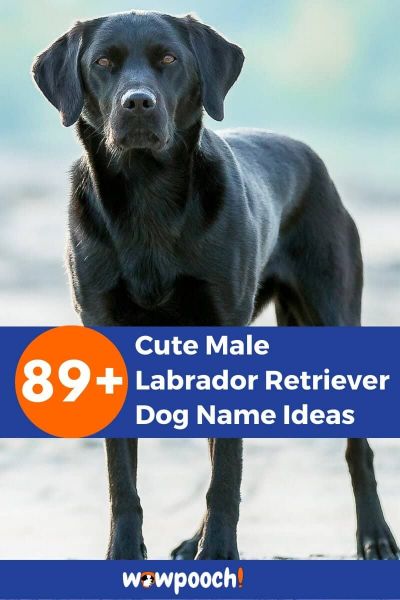 89+ Cute Male Labrador Retriever Dog Name Ideas - WowPooch