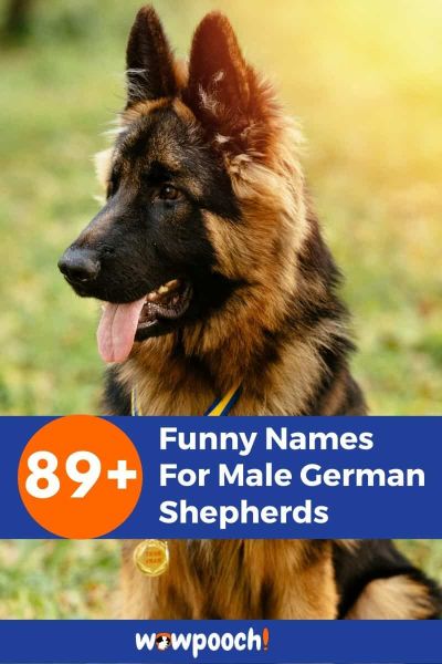 89+ Funny Names For Male German Shepherds - WowPooch