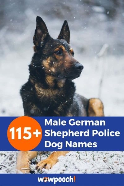 115+ Male German Shepherd Police Dog Names