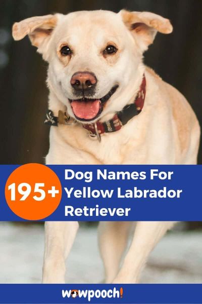 best-195-dog-names-for-yellow-labrador-retriever-wowpooch