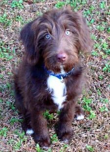 German Shorthaired Pointerpoodle Dog