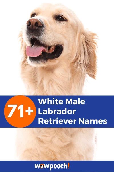 Marvelous 71+ White Male Labrador Retriever Names - WowPooch