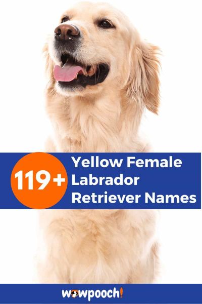 119+ Yellow Female Labrador Retriever Names