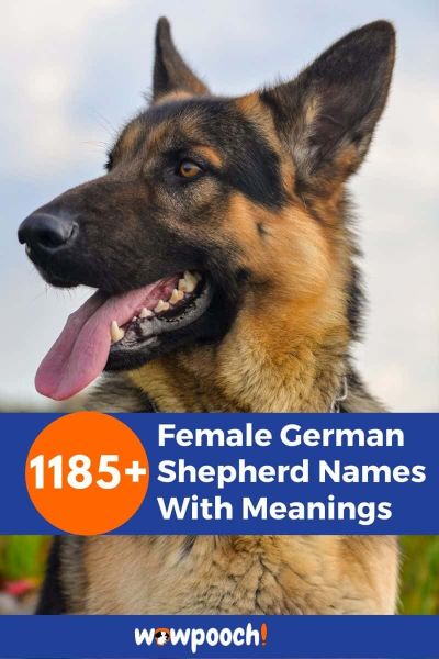 1185+ Female German Shepherd Names