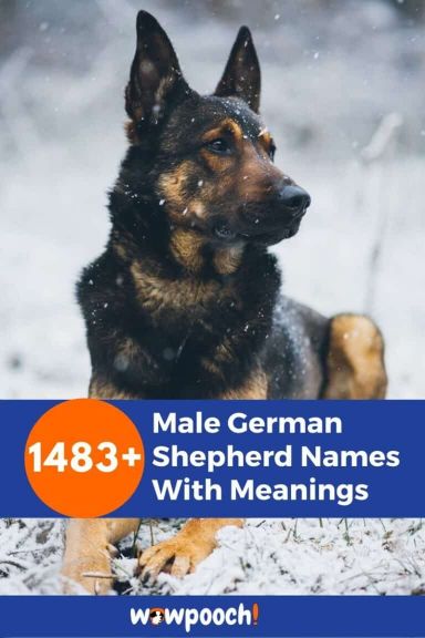 Top 1483+ Best Male German Shepherd Names With Meanings - WowPooch