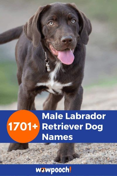 1701+ Male Labrador Retriever Dog Names