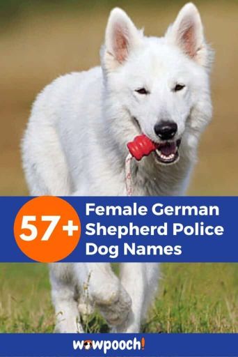 top-57-female-german-shepherd-police-dog-names-wowpooch