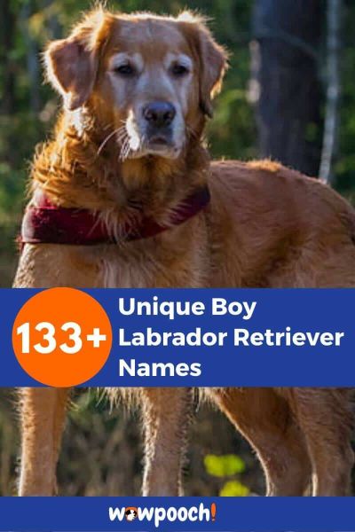 133+ Unique Boy Labrador Retriever Names
